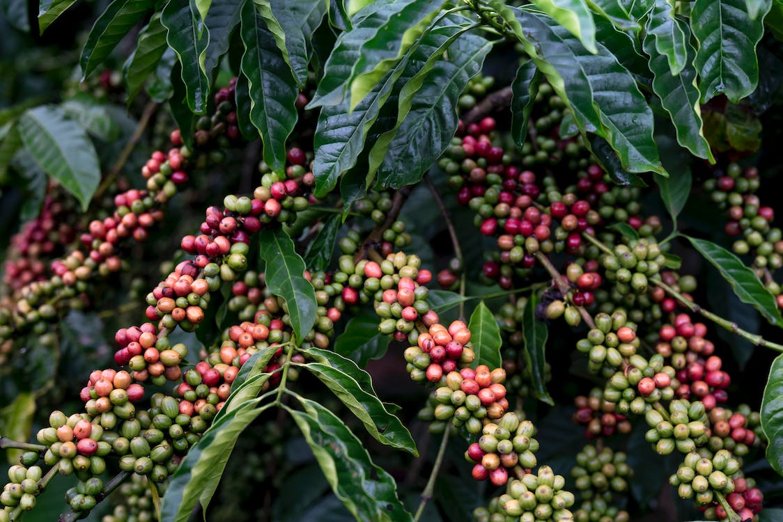 Coffea Arabica