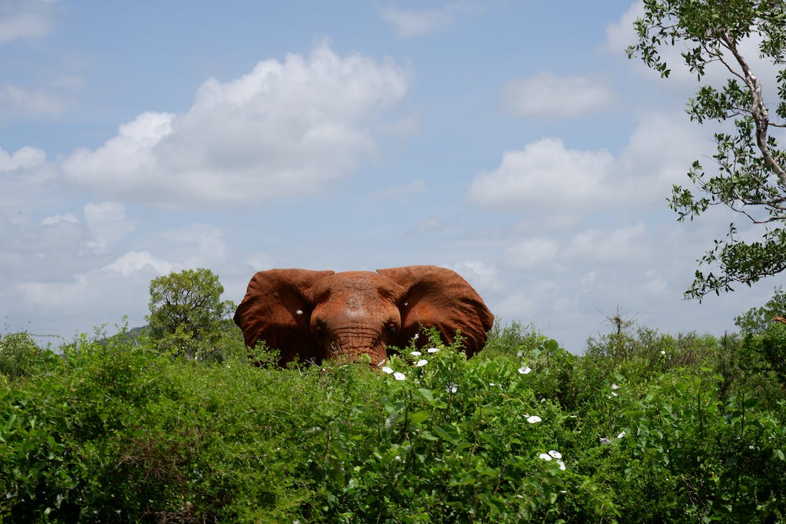 Kenyan Coffee