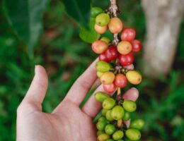 a hand is holding a bunch of berries