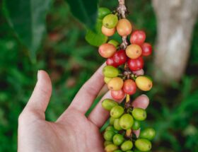 a hand is holding a bunch of berries