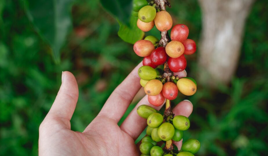 a hand is holding a bunch of berries