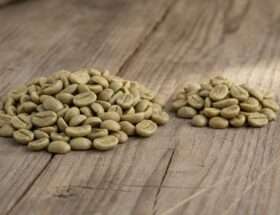Green arabica and robusta coffee beans side by side